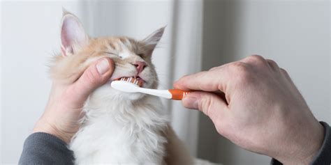 Home Dental Care For Pets Part Ii Steps Involved In Brushing