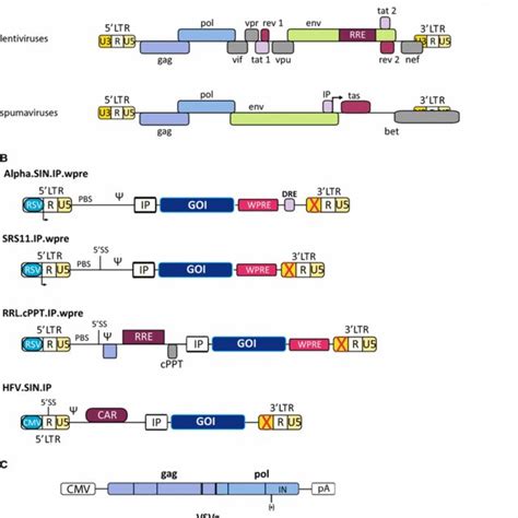 The retroviral vector family: something for everyone | Request PDF