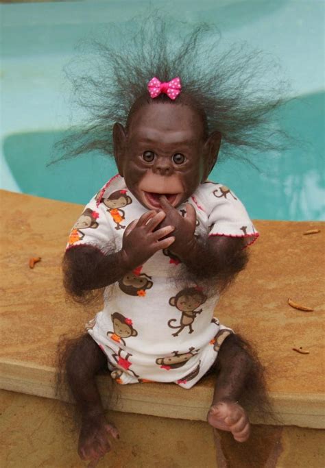 Gambar Monyet Lengkap dan Lucu | Kumpulan Gambar