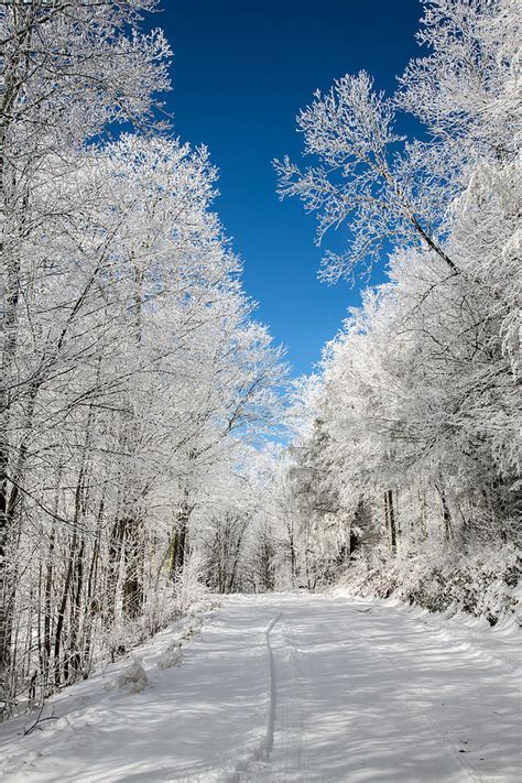 Frosted Winter Photograph By John Haldane Fine Art America