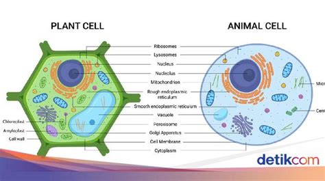 Detail Contoh Sel Hewan Dan Sel Tumbuhan Koleksi Nomer