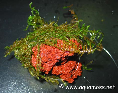Arranging rocks or stones with plants or even alongside decorative driftwood pieces like mopani. Aquatic Moss. How to grow Aquatic Moss. Info on Java Moss ...