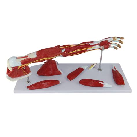 Buy Jrztc Human Arm Anatomical Muscle Model Anatomy Arm Model