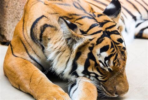 Sleeping Tiger Stock Photo By ©wildman 70506411