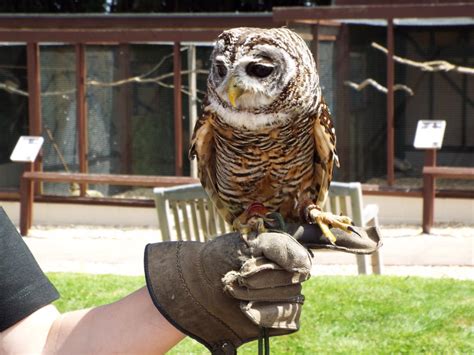 7 Reasons Owls Make Great Pets Pethelpful