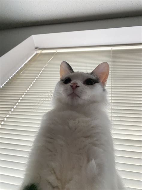 Photoshop Battles Psbattle Cat On Windowsill