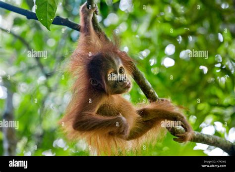 Sumatran Orangutan Pongo Abelii Nine Month Old Baby Playing In Tree