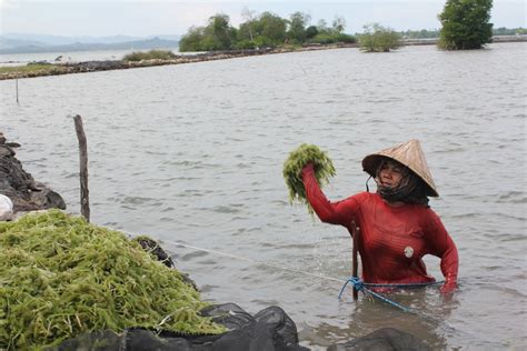 Berbeda dengan yang biasanya, cangkang kapsul tersebut berbahan baku rumput laut. Rumput Laut Indonesia: Rumput Laut Takalar perlu Industri ...