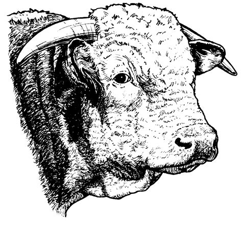 Bull Face Drawing Clipart Clipart