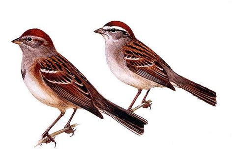 Two Kinds Of Sparrows Can Been Seen In Central New York