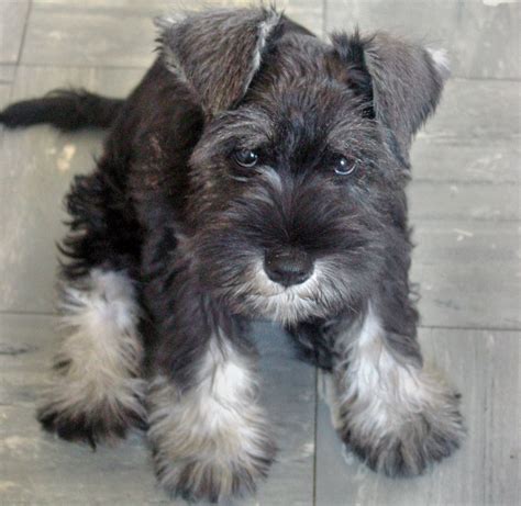 The miniature schnauzer is not recommended for people who live in small living quarters. Cute Dogs: Miniature Schnauzer Puppies