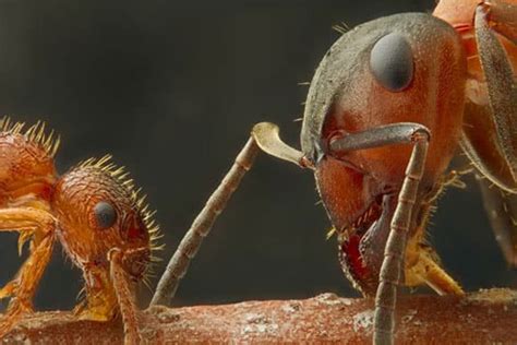Microscopic Winners Ants