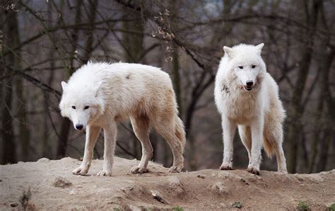 Arctic Wolf Facts Information Hd Pictures And All Details