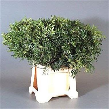 We are a premium wholesale florist. PISTACHE 55cm | Wholesale Dutch Flowers & Florist Supplies UK