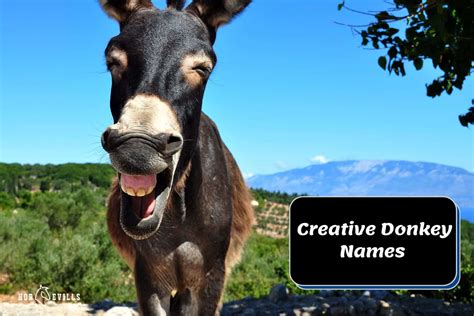 145 Donkey Names Unique Creative And Funny Ideas