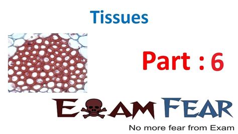 Biology Tissues Part 6 Complex Permanent Tissues Xylem And Phloem Cbse