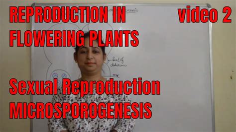 Microsporogenesis Biology Isc Cbse Neet Board Exams Youtube