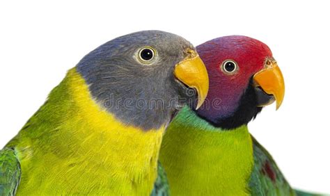 Head Shot Of Male And Female Plum Headed Parakeet Stock Image Image