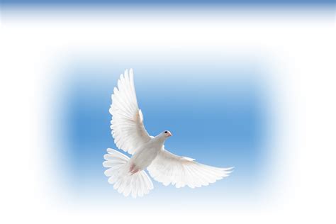 Doves for Funerals in Stevenage, Hertfordshire | Dove Release