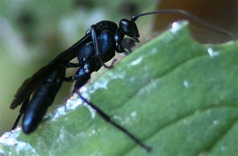 Big Black Wasp Patrocloides Montanus Bugguidenet