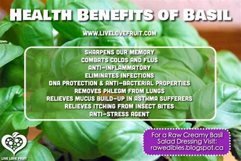 Rainbowdiary Health Benefits Of Basil