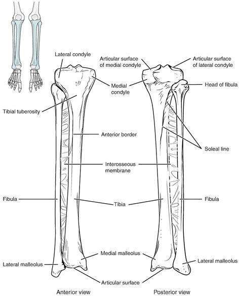 Bones Of The Lower Limb Laptrinhx News