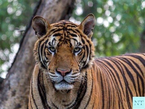 Facts About Sundarban Royal Bengal Tiger That You Should Know