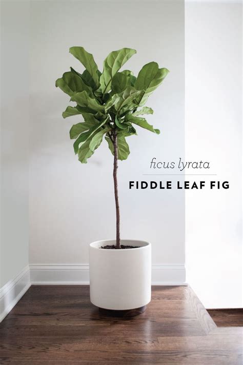 Before you buy a fiddle leaf fig, you will want to confidently know that it is not poisonous to your favorite dogs, cats, and children. Fiddle leaf fig - I'm going to place one in the living ...