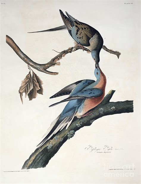 Passenger Pigeon Drawing By John James Audubon Fine Art America