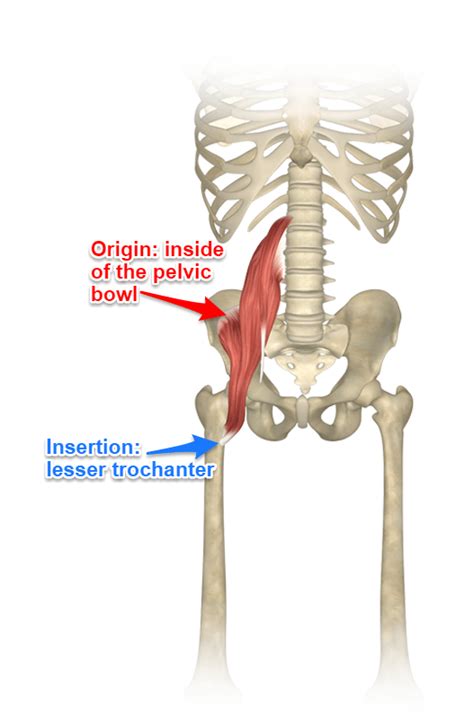 The Iliacus Muscle Where It Attaches And Its Actions Yoganatomy