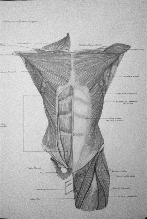 Anterior Human Torso Anatomy Pencilcharcoal Torsopelvis By Gregg