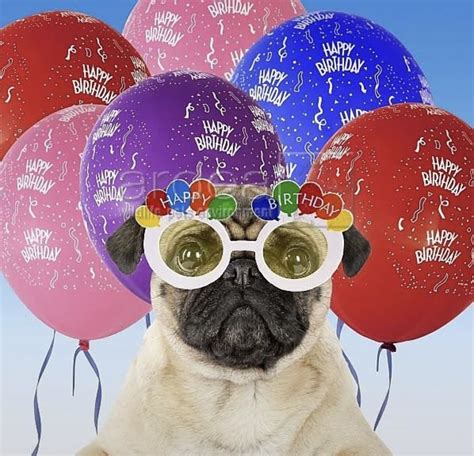 Pin By Judy Earle On Birthdays And Anniversary Pugs Happy Birthday