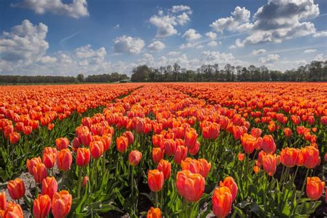 Field Of Orange Tulips Stock Photo Image Of Springtime 71654578
