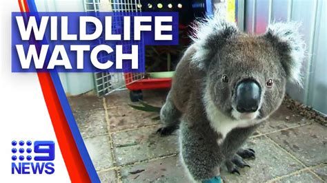 Koala Recovering After Hit By Car 9 News Australia Youtube