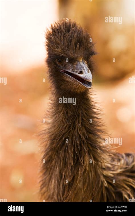 Wild Emu In Australian Outback Hi Res Stock Photography And Images Alamy