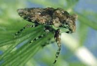 It is found in central america and north america. Hemiptera (true bugs)