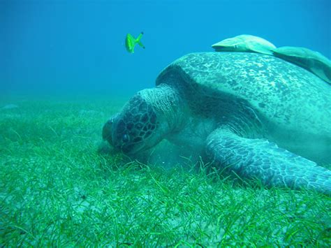 Green Sea Turtle Eating Sea Grass Flickr Photo Sharing