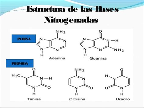 Bases Nitrogenada Conceptos Generales De Biologia Molecular