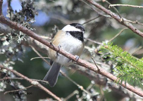 Birding With Lisa De Leon Long Pond Regulars