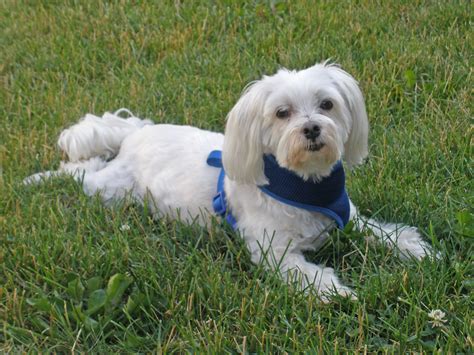 Picture Of Lucky The Maltese Dog Photo Taken On Monday Ju Flickr