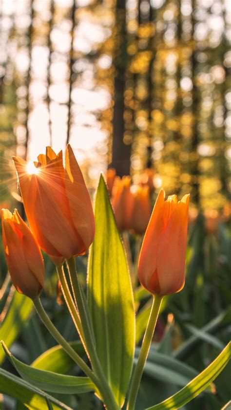 Download Wallpaper Orange Tulips In Sunrise 1242x2208