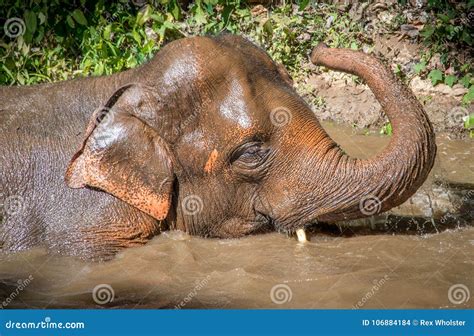Asian Elephant Bathing In A River Stock Photo Image Of Giant Nature
