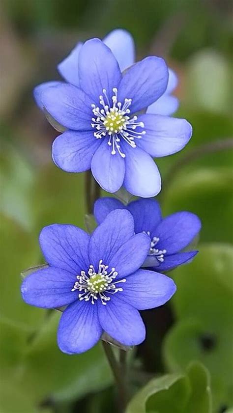 Purple Blue Flowers Beautiful Flowers Flower Photos Amazing Flowers