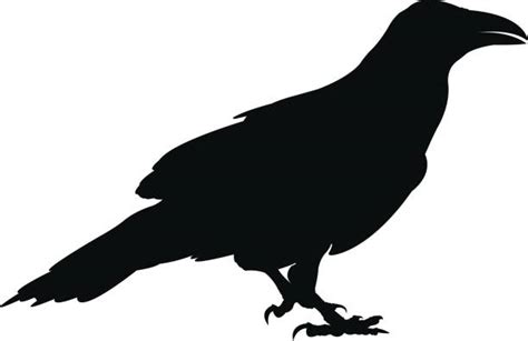 Best Crow Feather Illustrations Royalty Free Vector Graphics And Clip