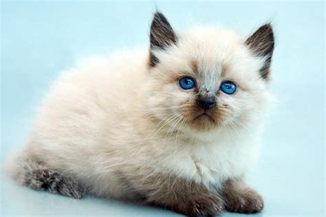 Top 7 Hypoallergenic Cat Breeds That Dont Shed Traveling With Your Cat
