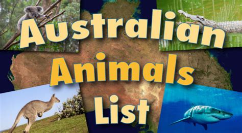 Australian Animals List With Pictures And Facts Discover Australias