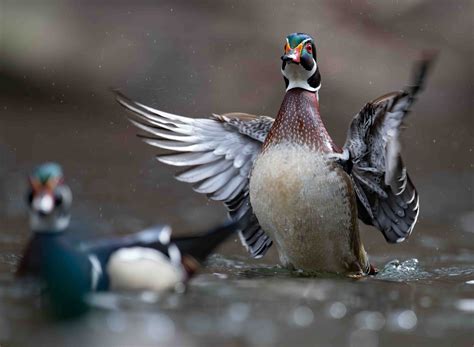 19 Wood Duck Facts About These Quirky Quackers