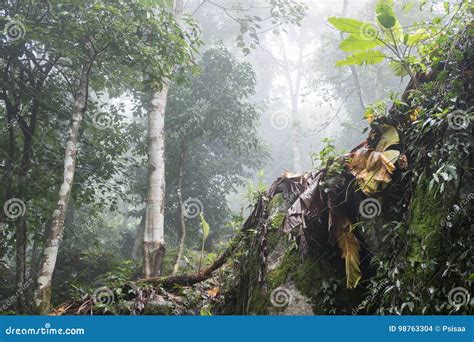 Morning Fog In Tropical Rain Forest Nature Landscape Stock Photo