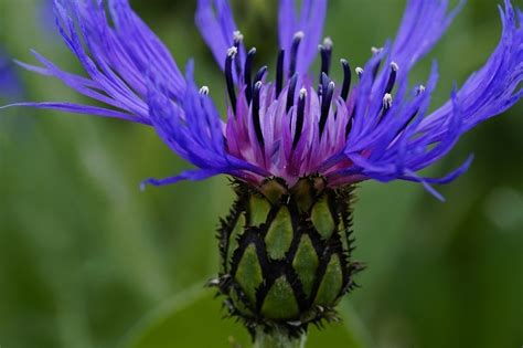 Fleur Bleue La Liste Des 30 Plus Belles Pour Votre Jardin