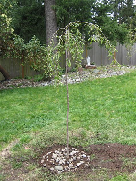 Free shipping on orders over $99.99—buy trees online with garden goods direct® today! Our Lady's Garden: Pink Weeping Cherry